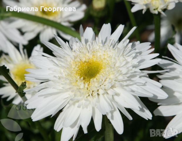 Маргарита кичеста , снимка 1 - Градински цветя и растения - 45693119
