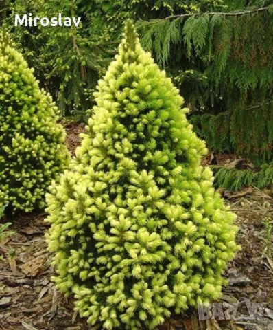 Мини смърч „Daisy's White“