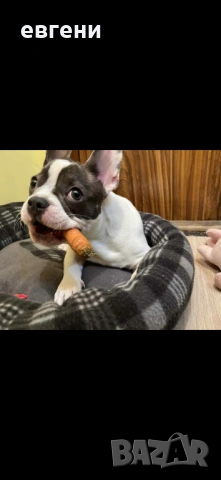 Продава се  Френски булдог- момиче, снимка 6 - Френски булдог - 54209135