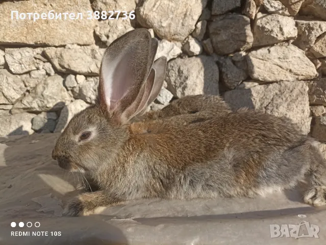 Зайци белгийски великан , снимка 7 - Други - 47171104