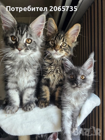 Елитни Мейн Куун котенца с родословие от родители шампиони, снимка 2 - Други - 54085977