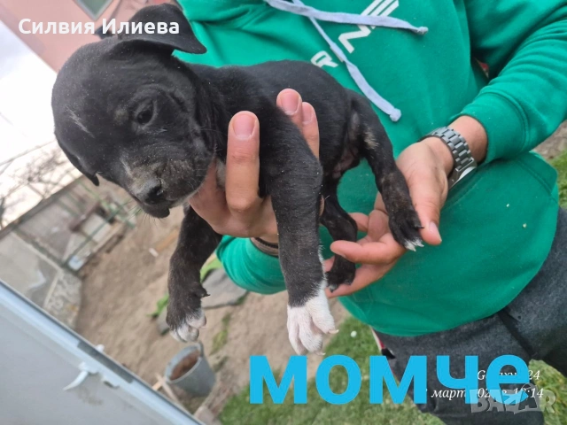 Малки бебета питбули, снимка 3 - Питбул - 53937837