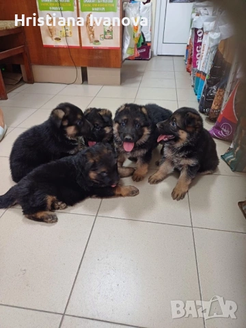 Чистокръвни немски овчарки