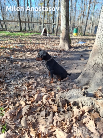 Ягтериери 2 бр, снимка 7 - Ягдтериер - 52793411