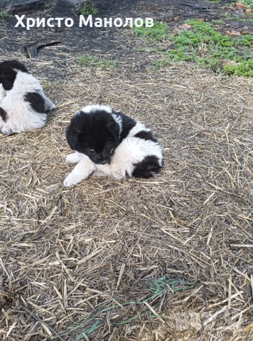 Каракачанско овчарско куче, снимка 2 - Каракачанска овчарка - 53652411