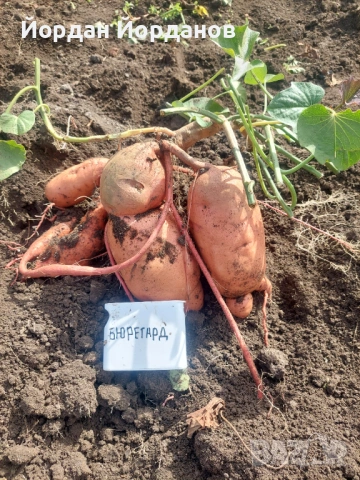 ЕКО Разсад за Батати (Сладки картофи) - 7 сорта, Реколта 2026, снимка 8 - Разсади - 53528408