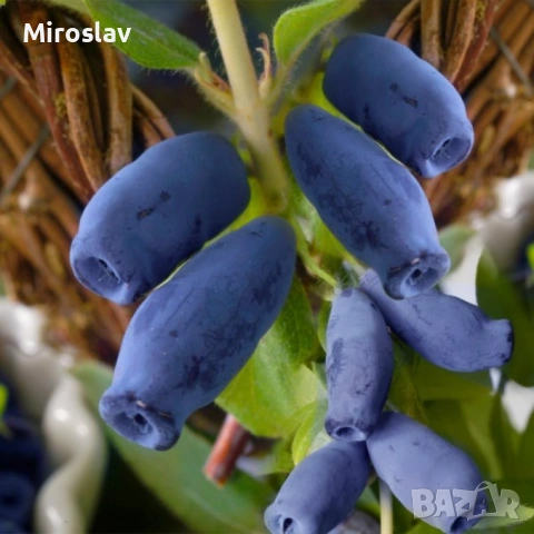 Камчатска(Майска) Боровинка, снимка 3 - Градински цветя и растения - 53905343