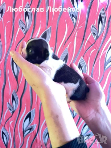 Френски булдог , снимка 15 - Френски булдог - 53639444