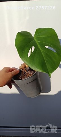 Monstera deliciosa, снимка 3 - Стайни растения - 46230598