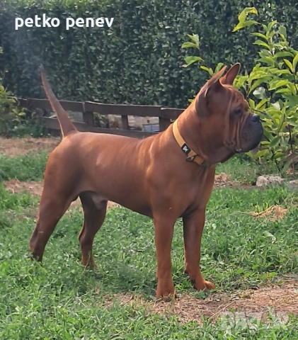 Чун цин китайски булдог