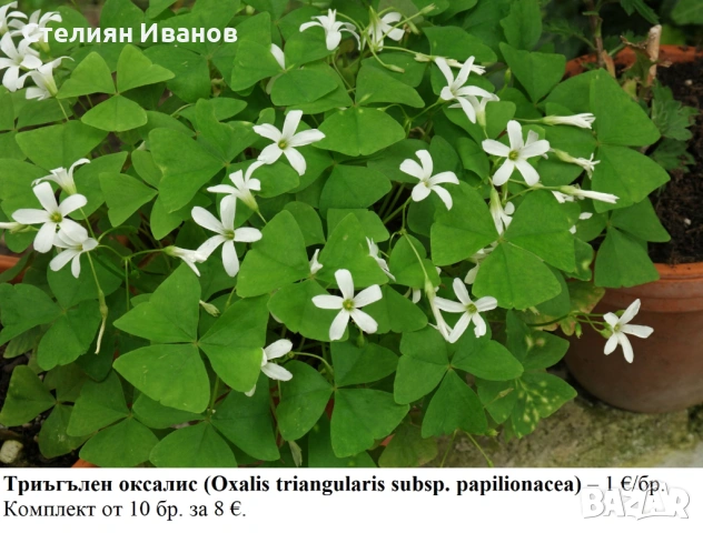 ТРИЪГЪЛЕН / ТРИЛИСТЕН ОКСАЛИС - РАЗЛИЧНИ СОРТОВЕ (РИЗОМИ), снимка 2 - Сортови семена и луковици - 53654556