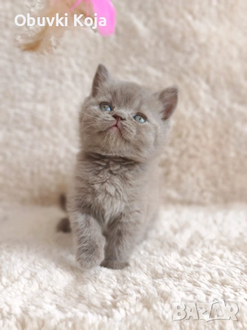 Последния красавец побързайте докато не го вземат др7гите