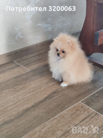 Померан мини размер мъжко., снимка 9 - Померан - 54032504