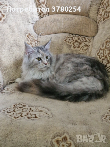 Мейн Кун, снимка 5 - Мейн кун - 53083782