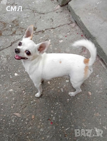 Две Чихуахуа мъжки си търсят партньорки