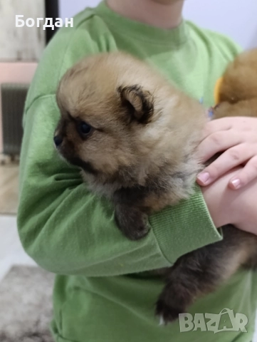 сладки пухкави госпожици , снимка 4 - Померан - 52910178