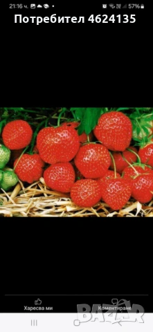 Продавам расад ягоди и малини, снимка 5 - Сортови семена и луковици - 53573340