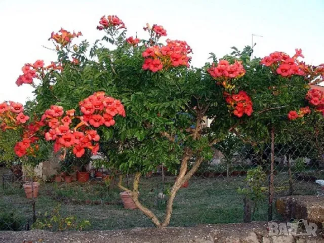 Кампсис, тромпетна лоза (Trumpet vine, Campsis radicans), снимка 1 - Разсади - 47008267