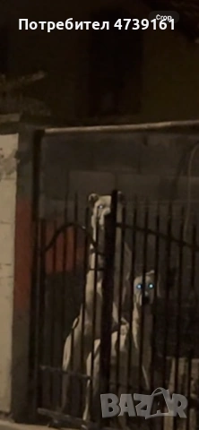 Мъжки Алабай на 60дни, снимка 4 - Алабай - 53746483