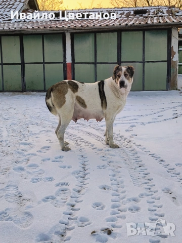 Алабай, снимка 8 - Средноазиатска овчарка - 53167876