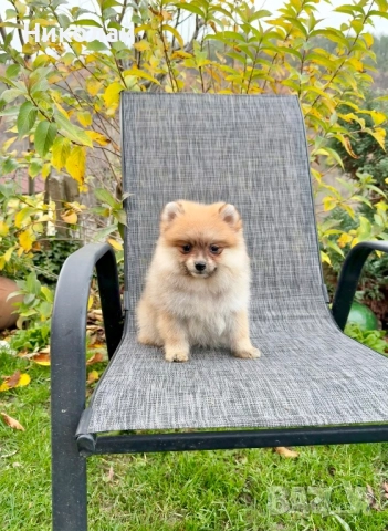Померан момиче със втора ваксина. Померанче, снимка 3 - Померан - 52633545
