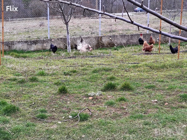 разплодни яйца , снимка 15 - Кокошки и пуйки - 53995912