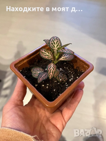 Хипоестес, снимка 5 - Стайни растения - 53808145