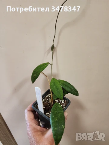 Хоя Nakornsritammarach EPC 207, снимка 3 - Стайни растения - 50673253