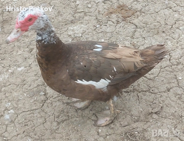 Продавам неми Патици и Патори , снимка 2 - Патици и гъски - 54097625