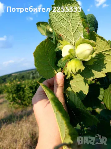 Продавам лешник на ядка , снимка 6 - Домашни продукти - 49196795