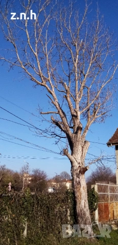Подарявам орехово дърво