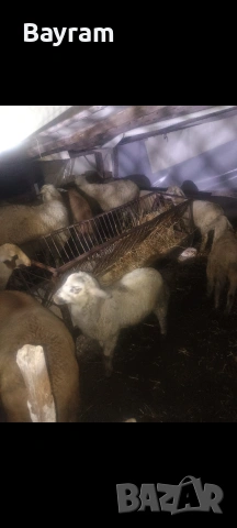 продавам шилета 