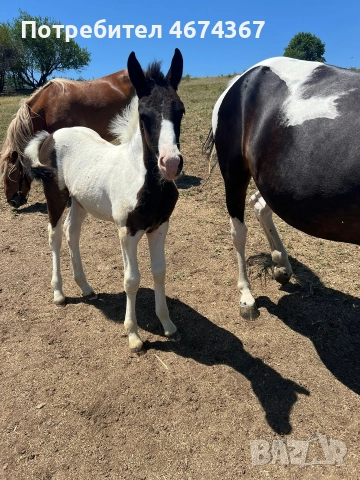 продавам кобила на 4 години кротка и конче на 9 месеца , снимка 4 - Коне - 52731183