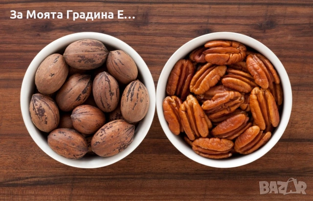 Орех- Пекан (Pecan Nuts) , снимка 5 - Разсади - 53620120