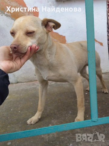 Мъжко Кученце, снимка 2 - Други - 53695292