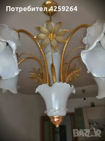 запазен полюлей , снимка 1