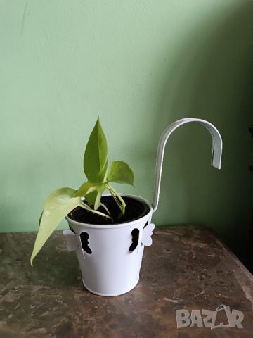 Епипремнум Golden Pothos , снимка 3 - Стайни растения - 46628233