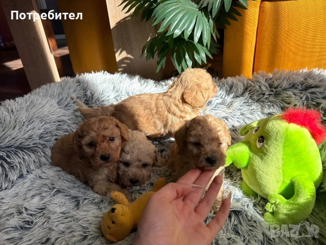 Пудел той, снимка 9 - Пудели - 53755903