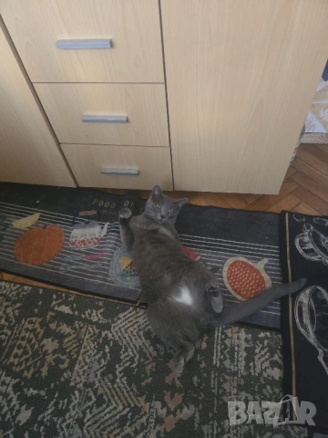 Подарявам красива котка, снимка 4 - Руска синя котка - 53387699