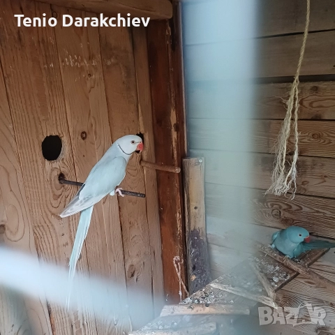 свобадни, снимка 9 - Папагали - 52853846