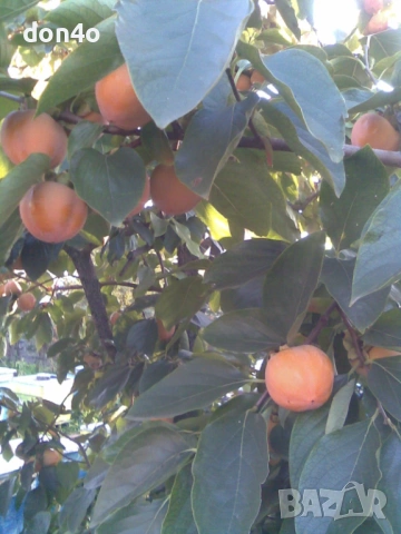 резитба  на  овощни дръвчета и   лози , снимка 6 - Градински цветя и растения - 53020457