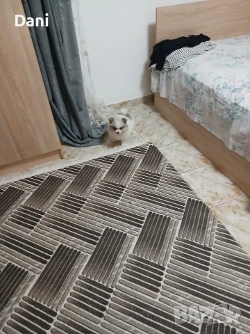 Mini Pomeran , снимка 10 - Померан - 52887662
