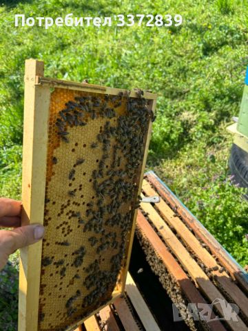 Продавам пчелни семейства и отводки , снимка 4 - За пчели - 45179835