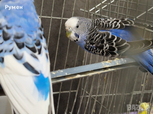Чифт вълнисти папагали с клетка, снимка 5 - Папагали - 53976712