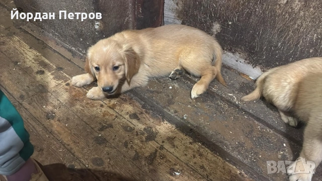 Голдън ретривър , снимка 8 - Голдън ретривър - 53274440