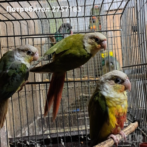 продавам папагали пирура, снимка 3 - Папагали - 53227317