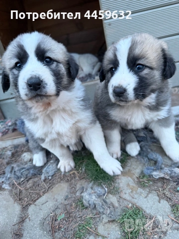 Кученца Алабай, снимка 10 - Алабай - 53922557