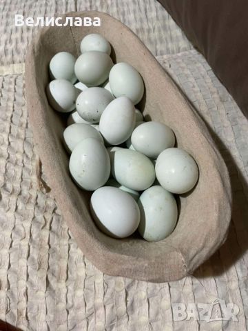 Домашни яйца от Араукана , снимка 1 - Домашни продукти - 46368086
