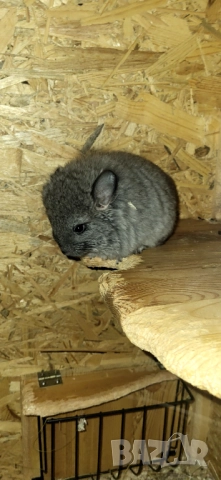 Продавам чинчила, снимка 2 - Чинчили - 52350530