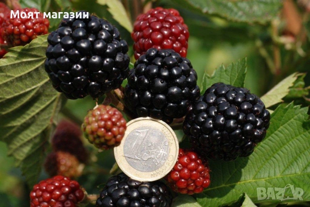 Къпина - Астерина, снимка 2 - Градински цветя и растения - 53650075